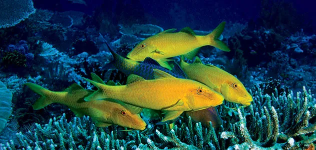 Yellow saddle goatfish