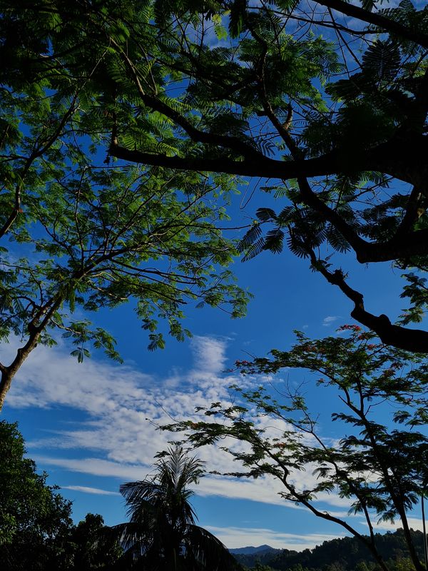 Rainforest trees under the beautiful blue sky and white clouds. thumbnail