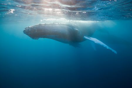 A humpback whale basks in sunlight at the ocean's surface in Atlantic Ocean off the coast of the Dominican Republic.
