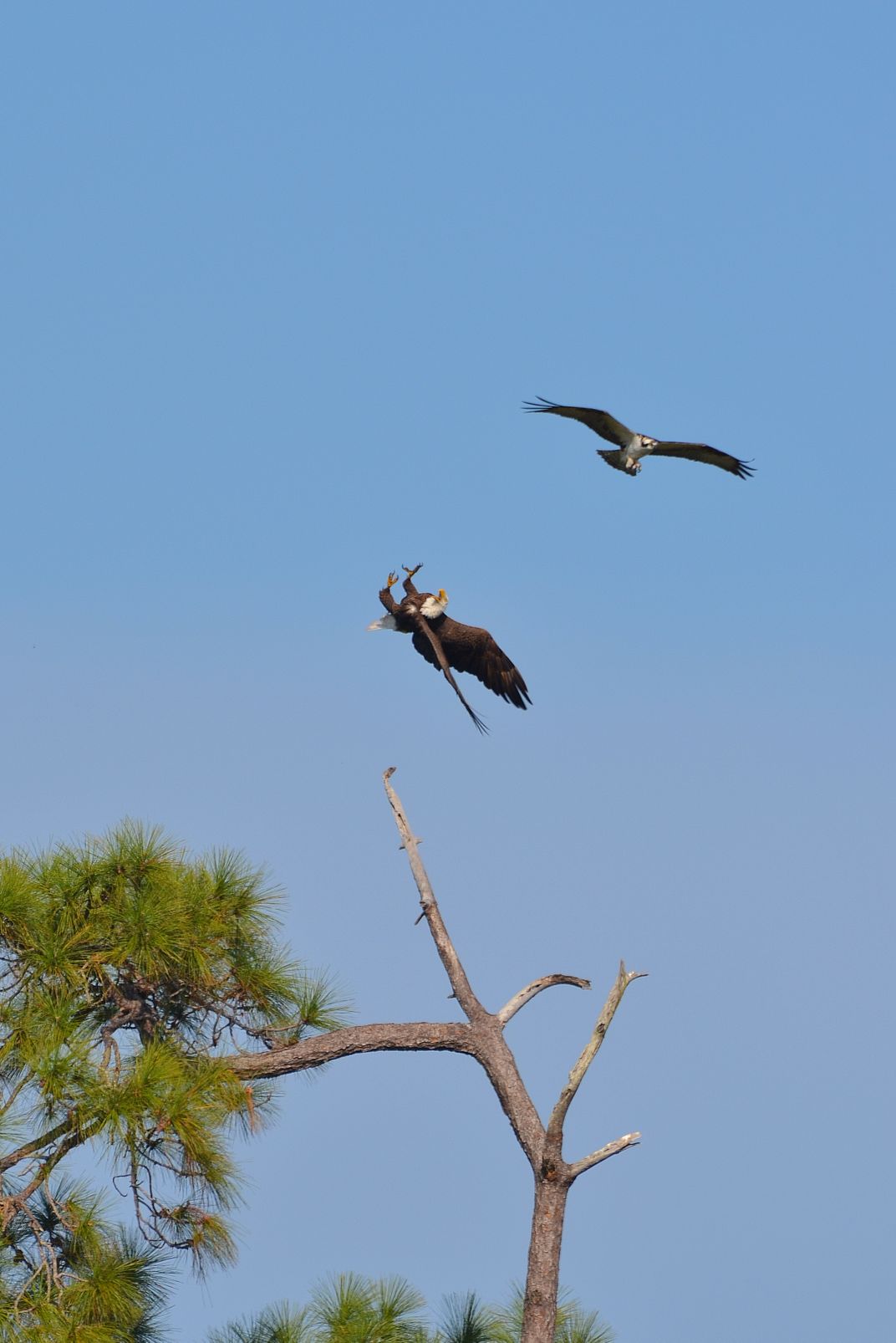 Bald Eagle and Osprey Smithsonian Photo Contest Smithsonian Magazine