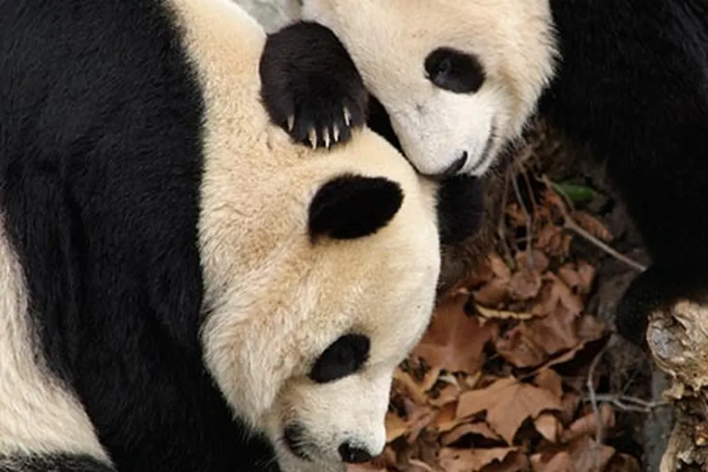Giant pandas Mei Xiang and Tian Tian