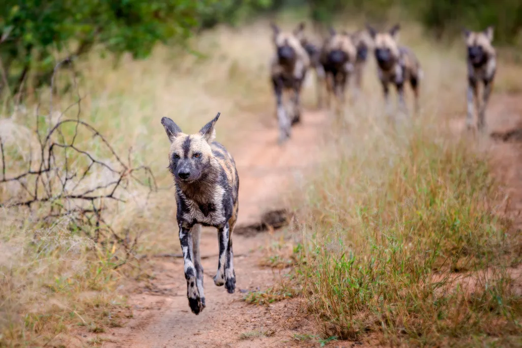 a pack of wild dogs running