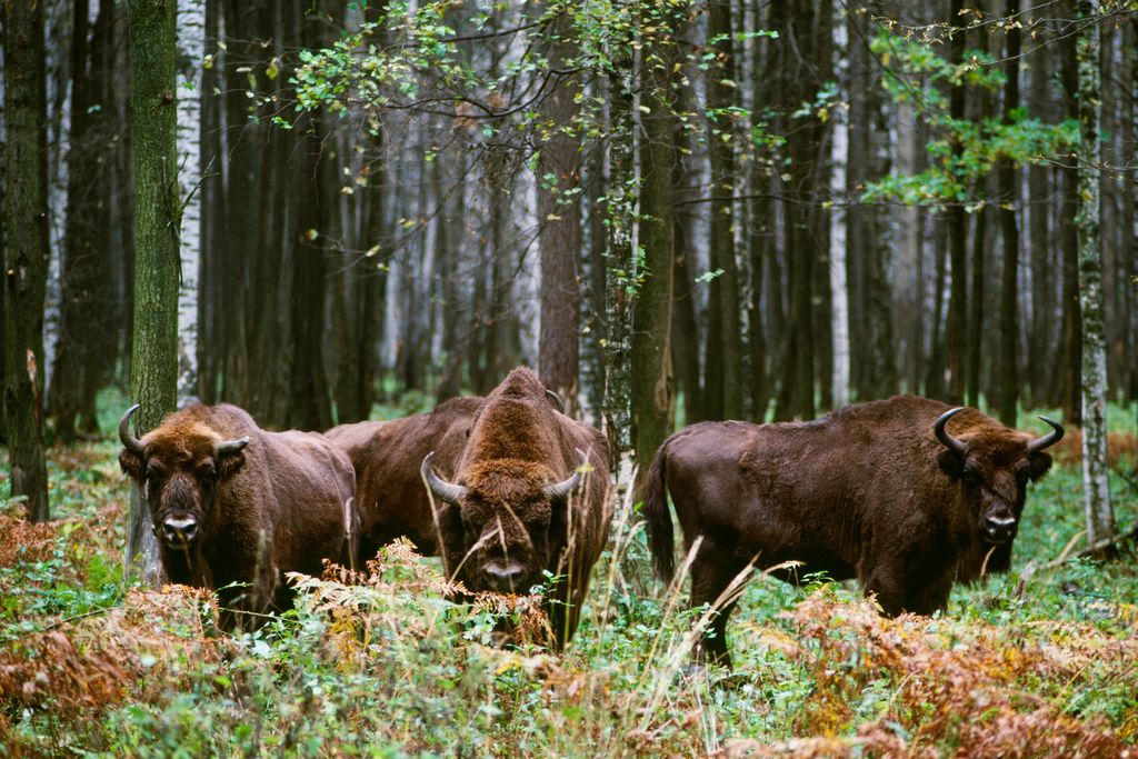 European bison