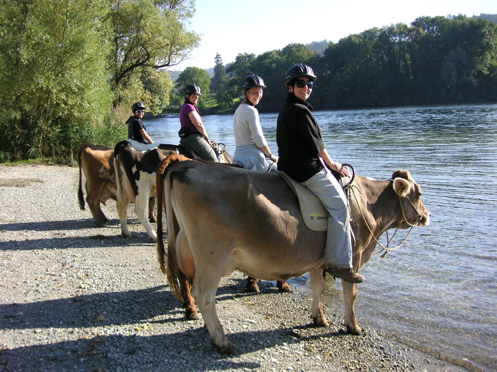 Как путешествовать с коровой