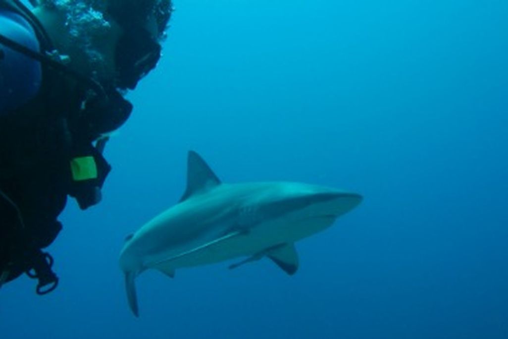 Scuba diving with sharks is an increasingly popular tourist activity in Australia and South Africa.