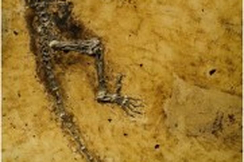 20110520104108darwinius-ida-skeleton-181x300.jpg