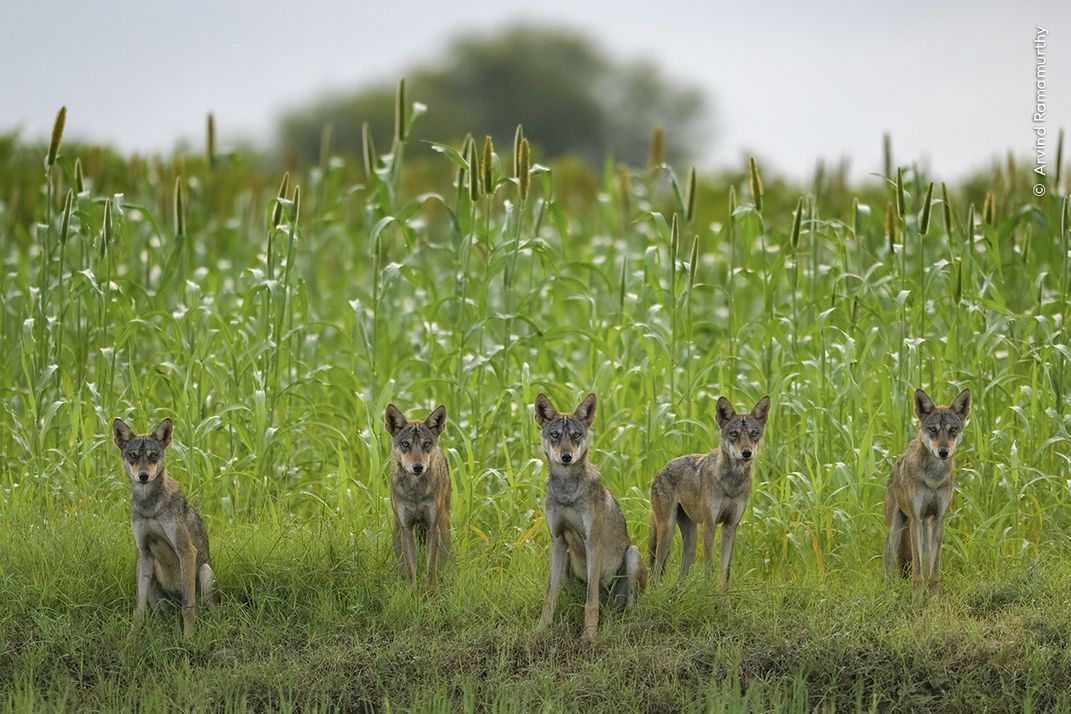 five wolf cubs sit and stare at the camera in front of tall grass