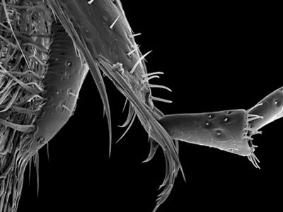 Photographer Rose-Lynn Fisher uses a powerful scanning electron microscope to capture all of a bee’s microscopic structures in stunning detail. Above: a bee’s antennae sockets, magnified 43 times.