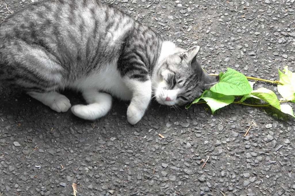 A grey and white cat lays near a stem of silver vine