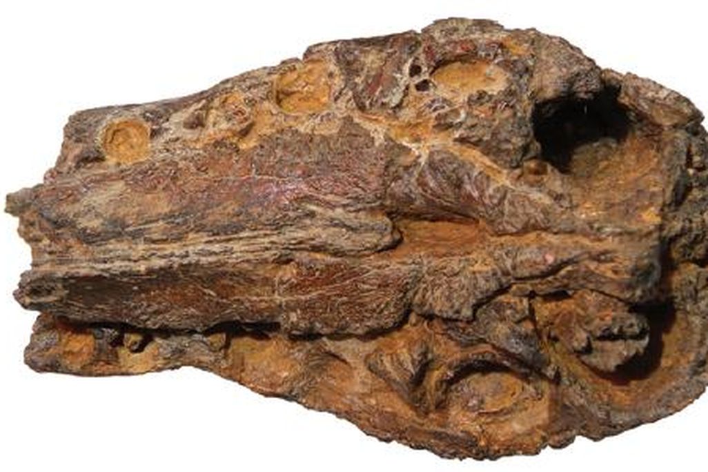 20110520083311spinosaur-snout-fragment.jpg