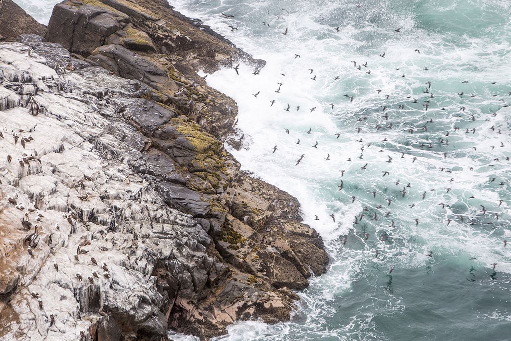Guano Asia Island