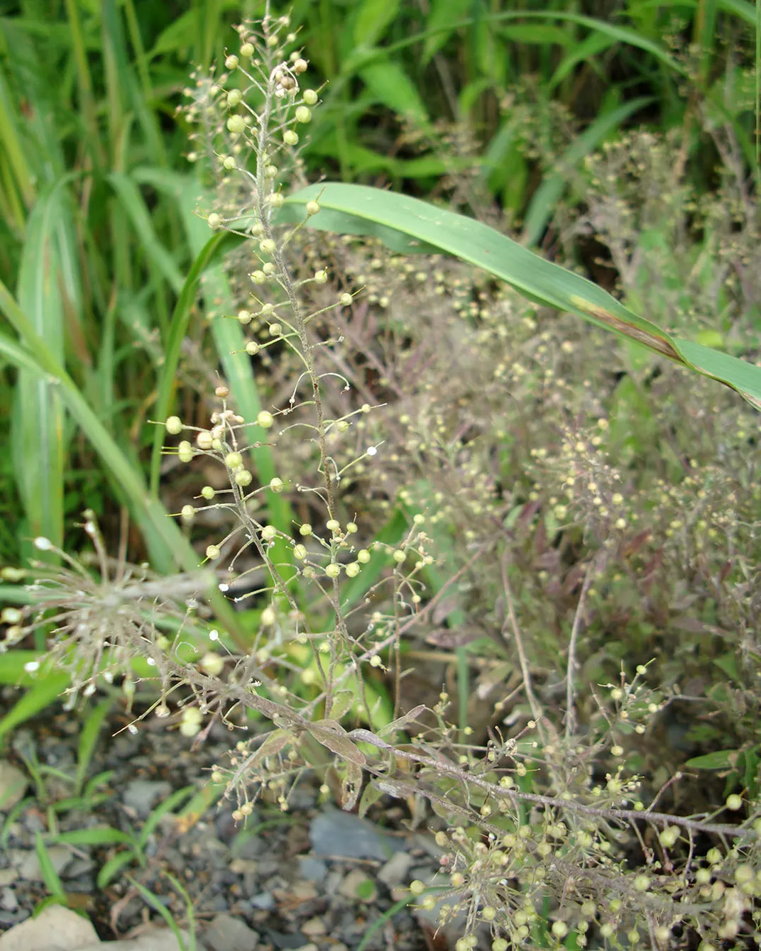 Globe Bladderpod