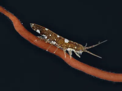 The crustacean Idotea balthica&nbsp;can pollinate red seaweed.