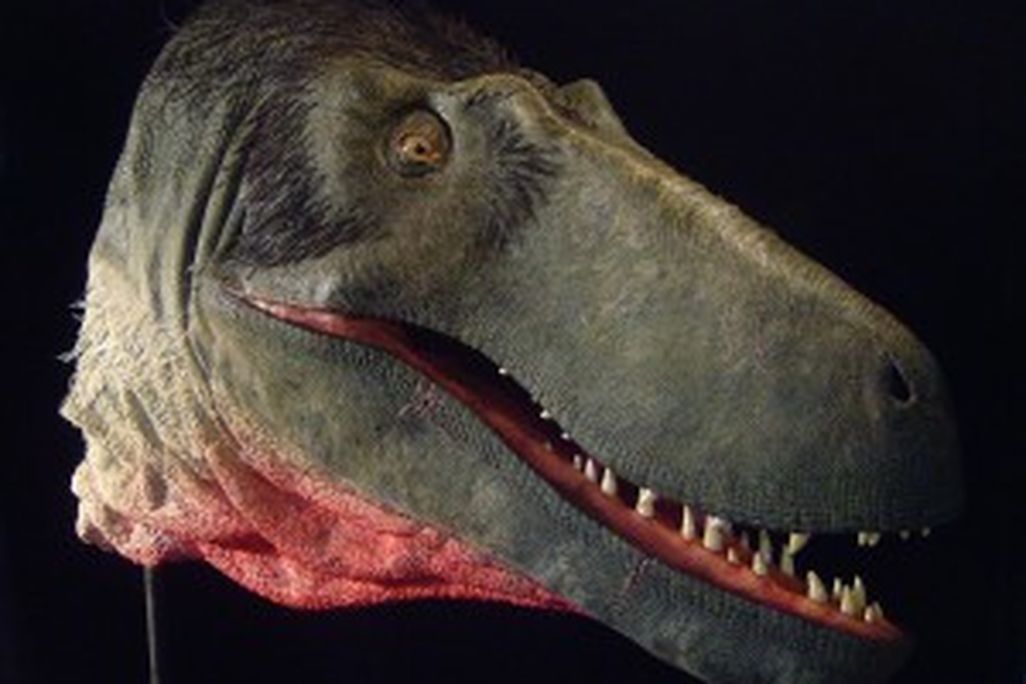 20110520083216Dryptosaurus-head-300x238.jpg