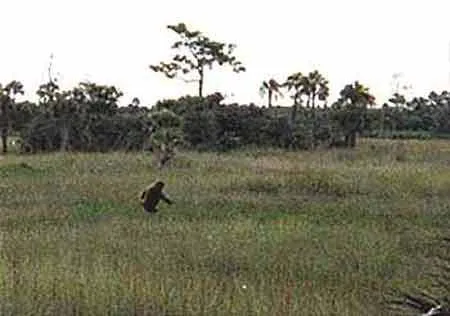 On the Trail of Florida's Bigfoot—the Skunk Ape