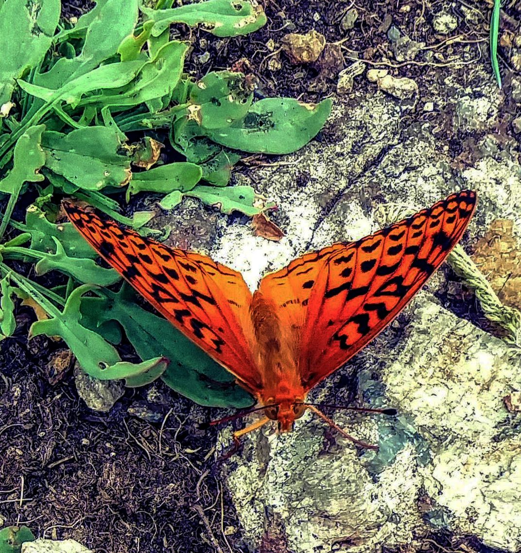 Orange And Black Butterfly Smithsonian Photo Contest Smithsonian   166c1ad2 5212 4057 9fa7 92136e4b1f9b 