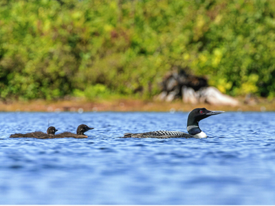 Loons have been known to launch themselves out of the water and stab others in the chest with their dagger-like beaks.