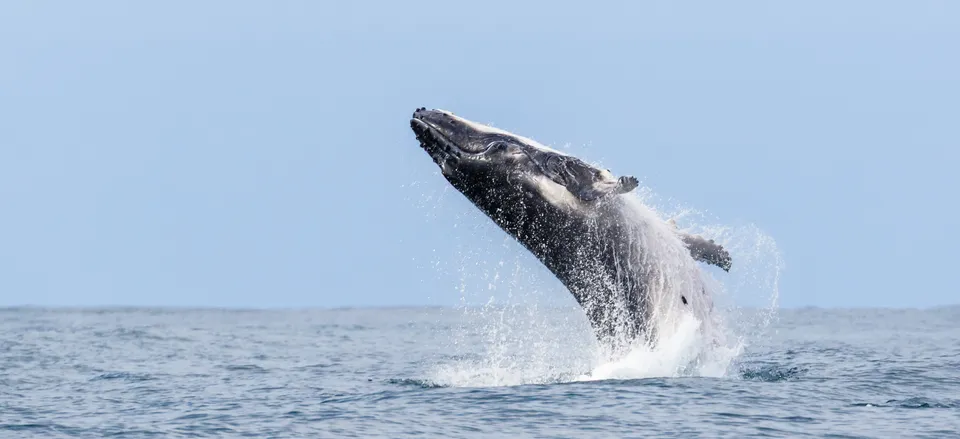  Humpback whale breaching near Noosa 
