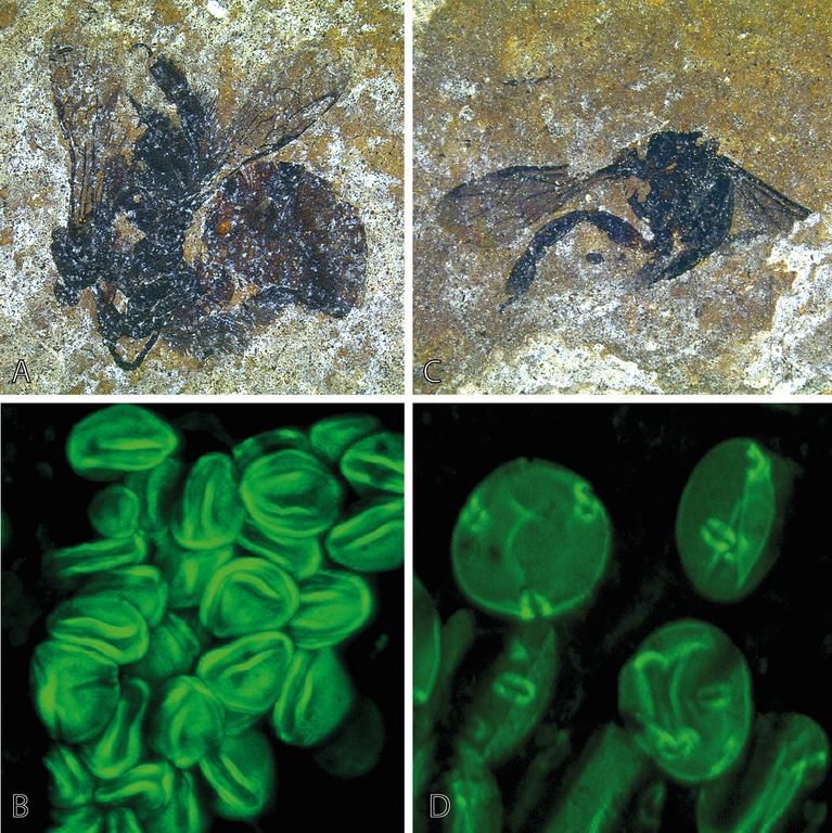 Ancient Bees Were Voracious Snackers on Their Pollen-Gathering Treks