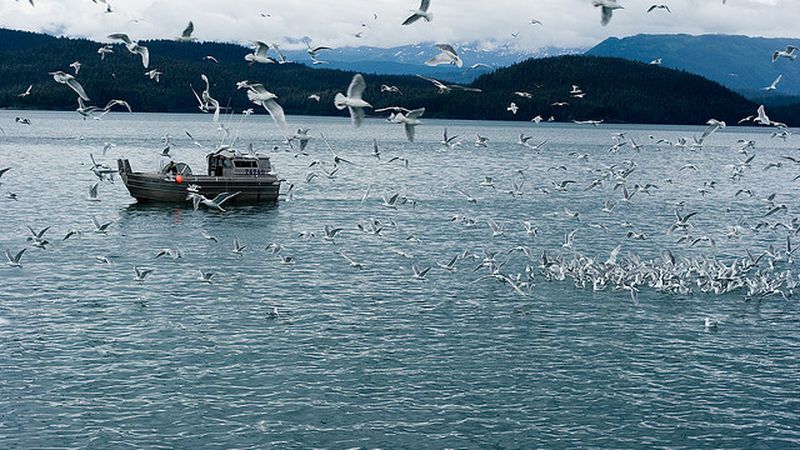 Terrible toll of fishing nets on seabirds revealed