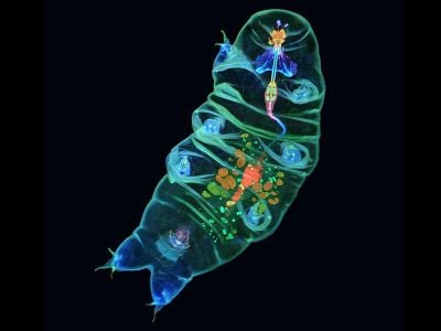 With fluorescent dye, biologist Tagide deCarvalho beautifully illuminated the insides of a tardigrade.