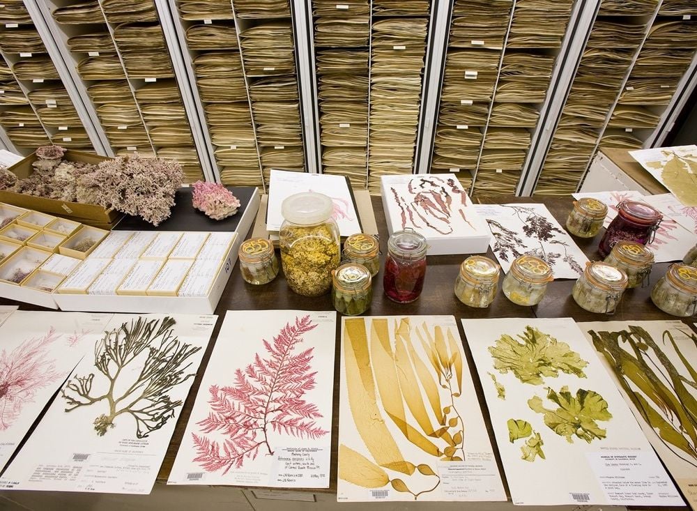 Pages and jars of preserved plant specimens cover a counter in the foreground while cabinets full of pages of preserved plants line the background.
