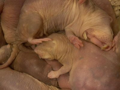 Naked mole-rats pile on top of each other in large groups to sleep inside their nest. This behavior may help keep carbon dioxide levels high, lowering the animals' risk of seizure.