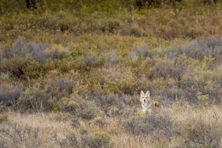 As far as predators go, coyotes are one of the most resourceful and resilient.