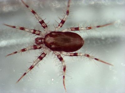 Not the world's fastest mite, but a related species from the same Family. 