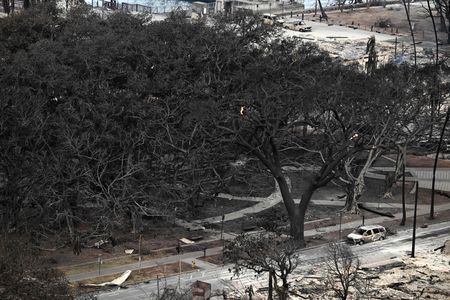 An aerial image of the banyan tree taken on August 10, 2023