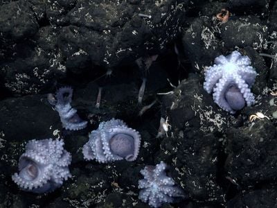 Brooding octopuses at a previously unexplored site in the Pacific Ocean, off the western coast of Costa Rica