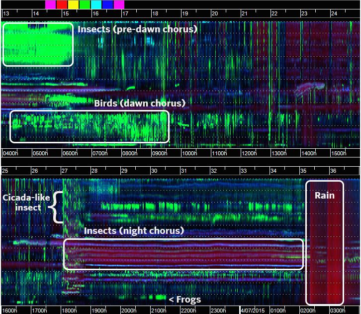 Scientists Are Recording 24-Hour Soundtracks of Rainforests