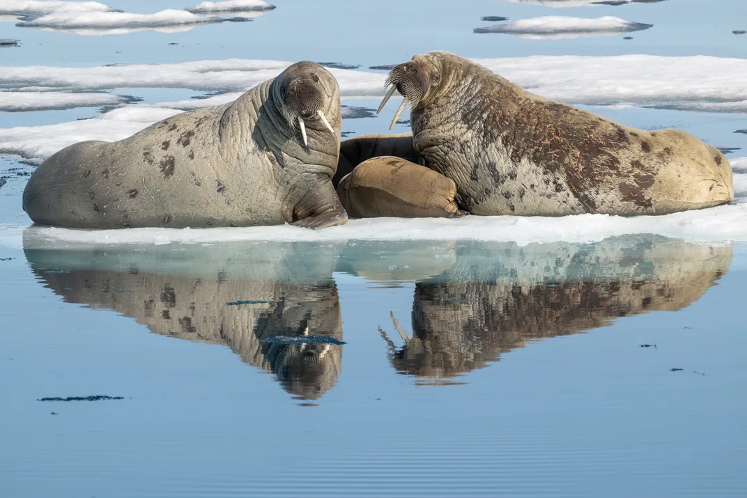 two adult walruses and a baby sit on a small iceberg, reflected in the water below