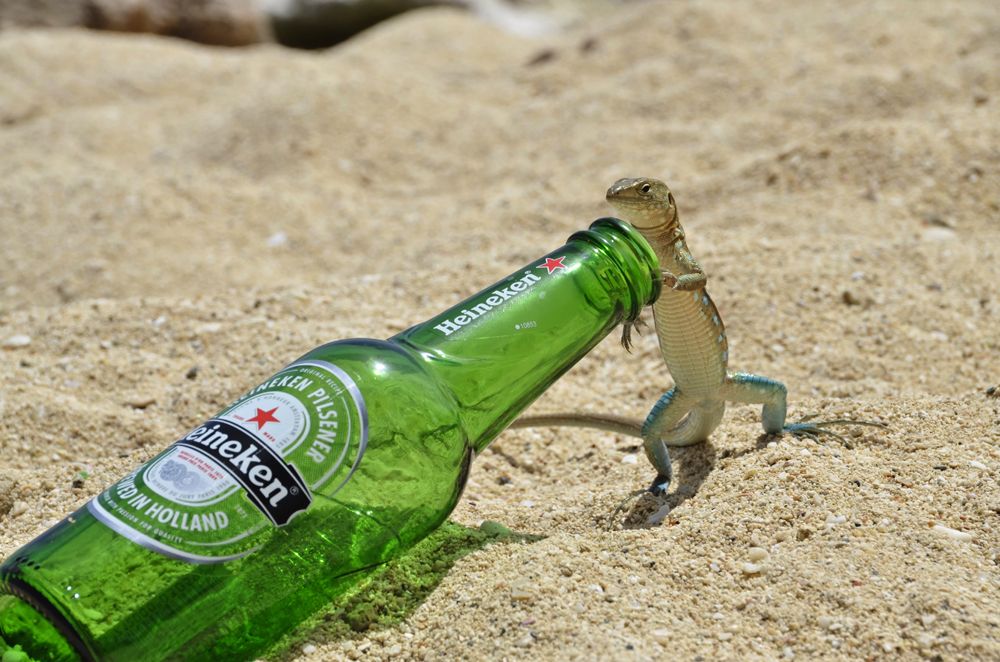 A curious lizard looking for something in the bottle Smithsonian