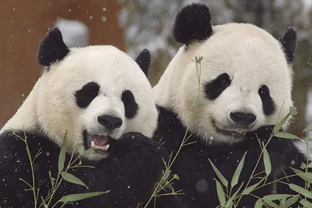 The National Zoo's two giant pandas don't know how to mate with each other. But thanks to artificial insemination Mei Xiang (L) and Tian Tian (R) have produced two cubs, and a third may be on the way. Photo courtesy of the National Zoo