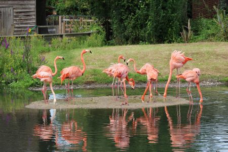 Flamingos mingle in a small group at the Wildfowl & Wetlands Trust at Slimbridge in England.