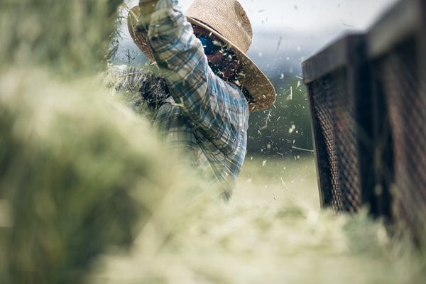 A farmer loads hay bales on a trailer in Howard, Colorado thumbnail