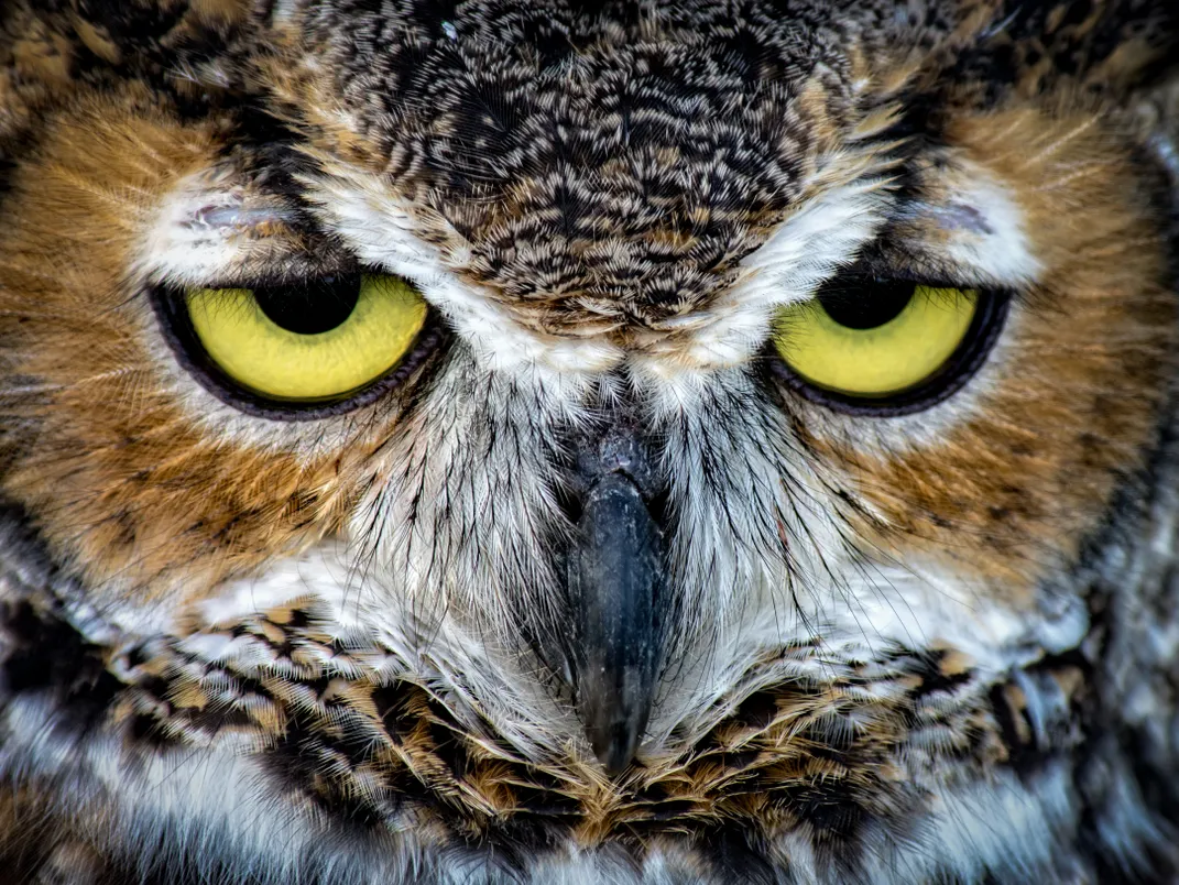 Owl Eyes | Smithsonian Photo Contest | Smithsonian Magazine