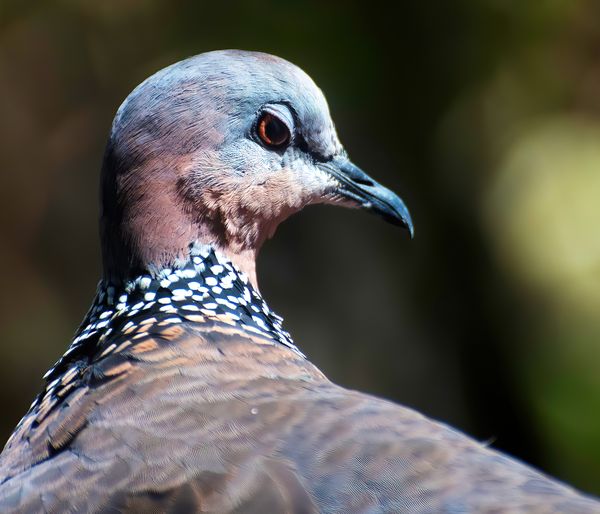 Lace-necked dove thumbnail