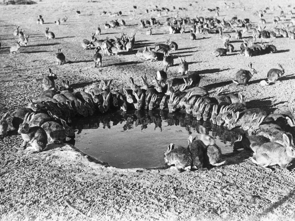 Dozens of rabbits gathered around a water hole circa 1940 in Australia