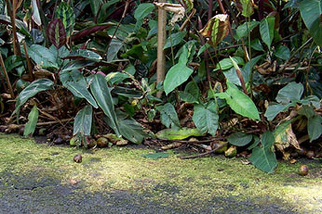 20110520090146fallen-mangoes-Food-and-Think.jpg