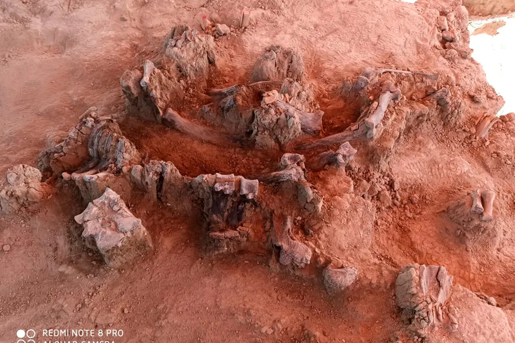 mammoth bones