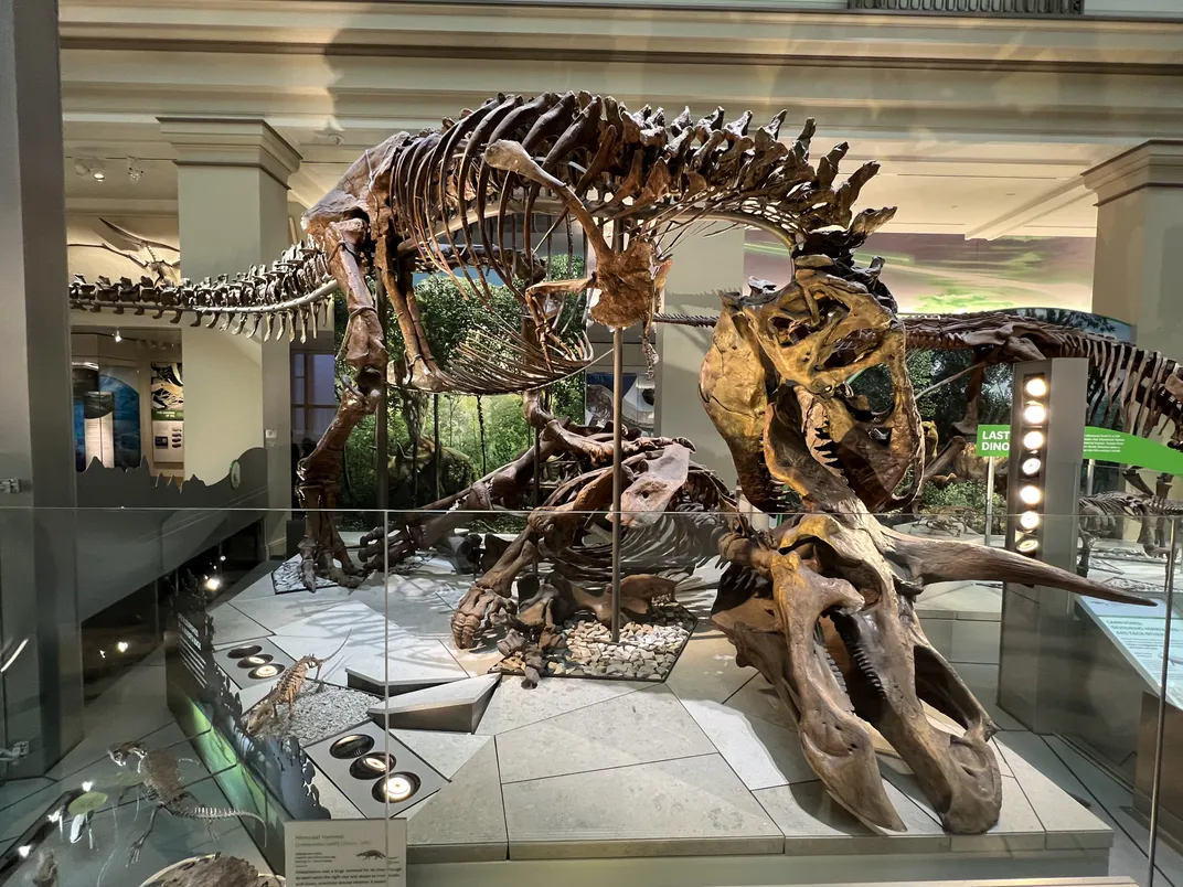 a museum display of a T. rex skeleton chomping a Triceratops