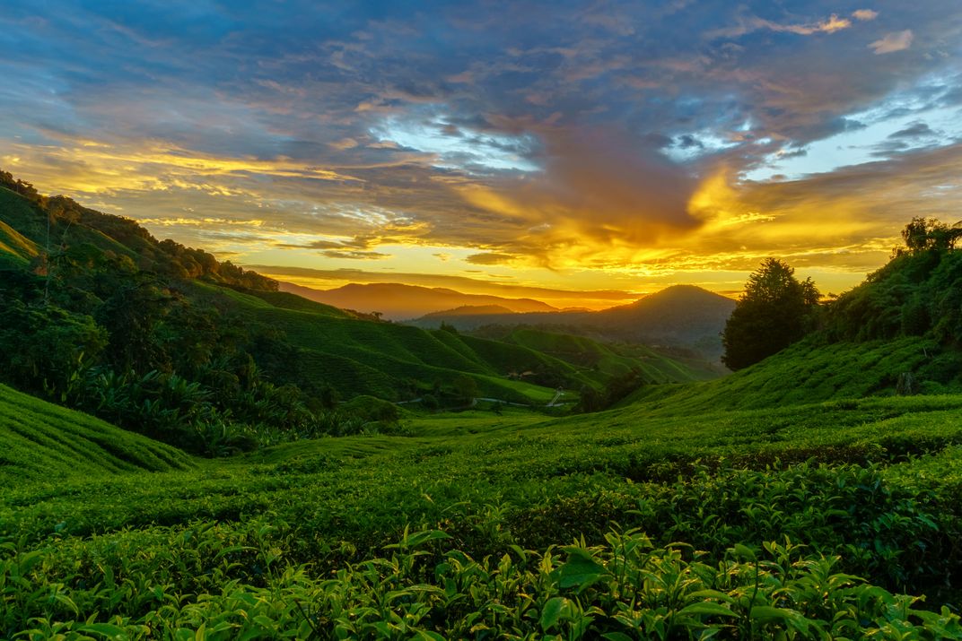 Waiting for the sun at Cameron Highlands | Smithsonian Photo Contest ...