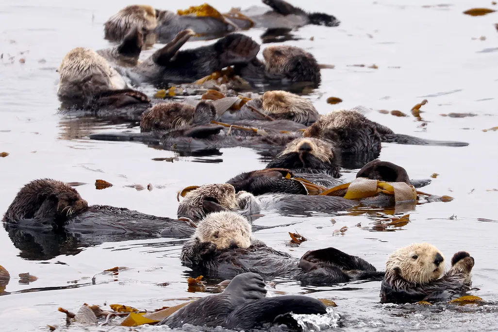 Sea Otters Float Amid Kelp