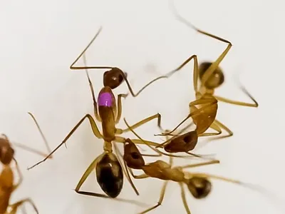 In a still from a video, an ant at the bottom of the image bites off the leg of a wounded ant with a purple marker on its back.