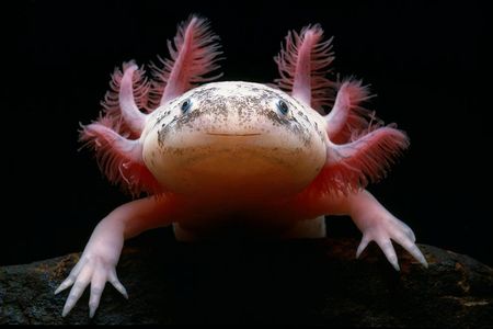 Axolotls can regrow lost limbs, again and again, making them appealing to scientists who want to understand regeneration.