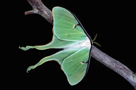Luna moths - arguably the most spectacular moths in North America - deflect bat attacks with their ornate wing tails. 