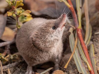 One of the first-ever images of the Mount Lyell shrew in California