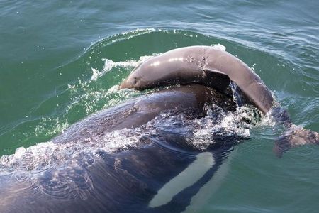 A killer whale in the Salish Sea is observed harassing a porpoise.